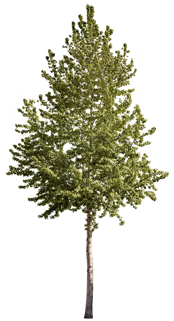 Populus tremuloides — Quaking Aspen Tree PNG Cutout – Cutout|trees