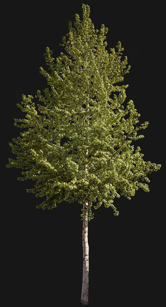 Populus tremuloides m01 - cutout trees