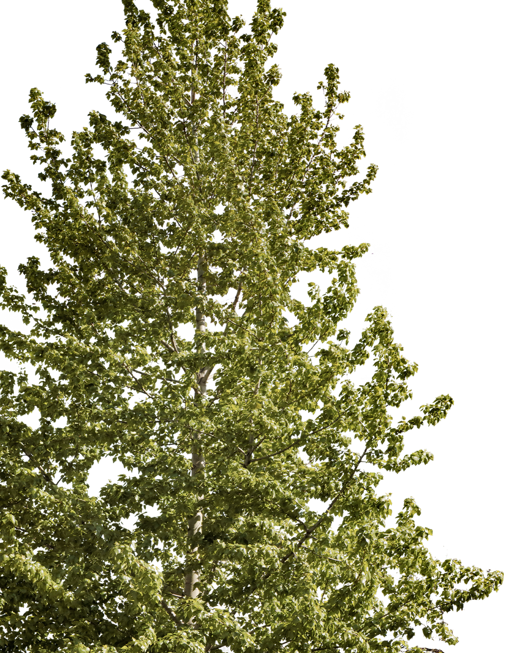 Populus tremuloides — Quaking Aspen Tree PNG Cutout – Cutout|trees