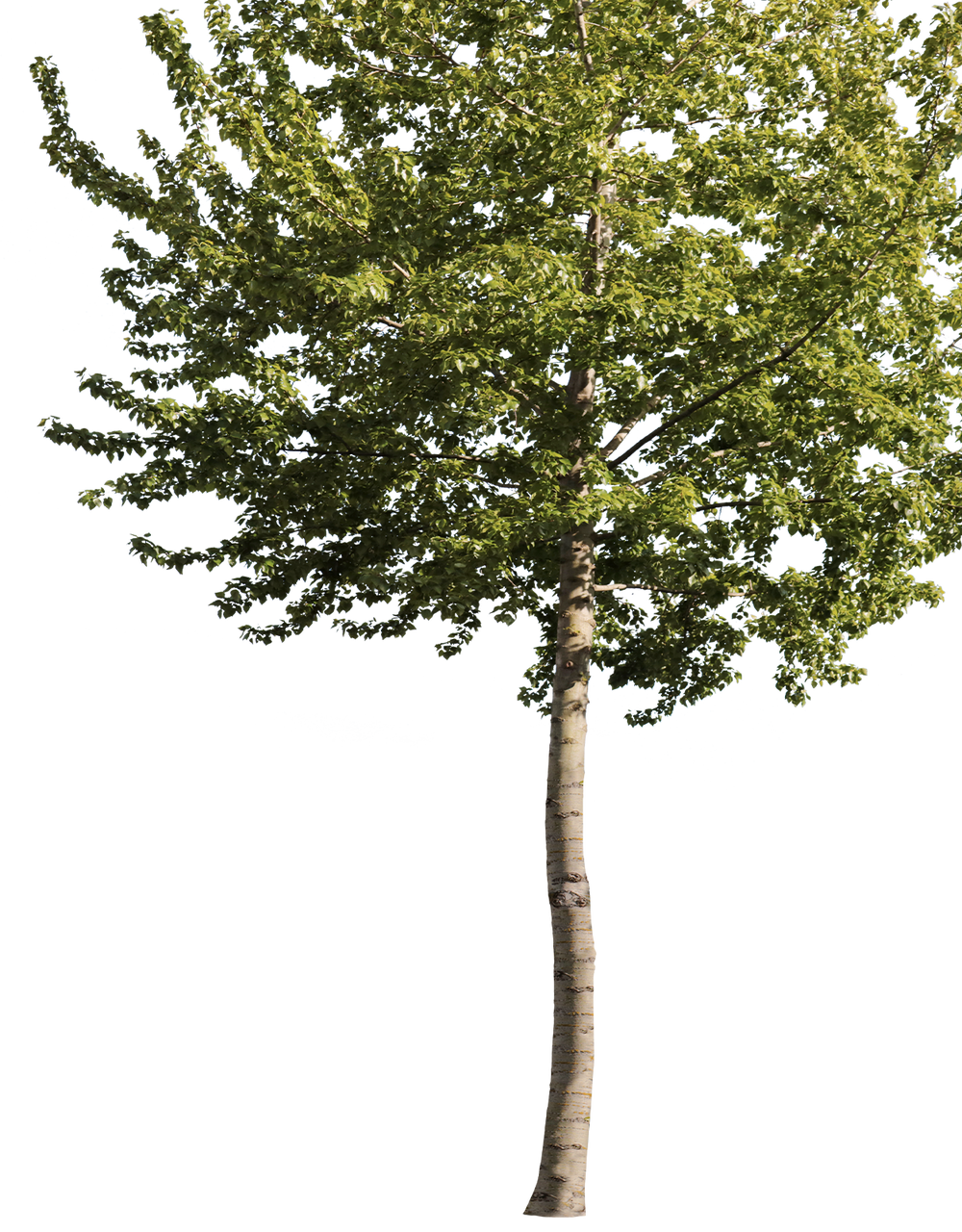 Quaking Aspen PNG — Populus tremuloides for Architectural Renders ...