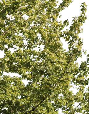 Populus tremuloides m02 - cutout trees