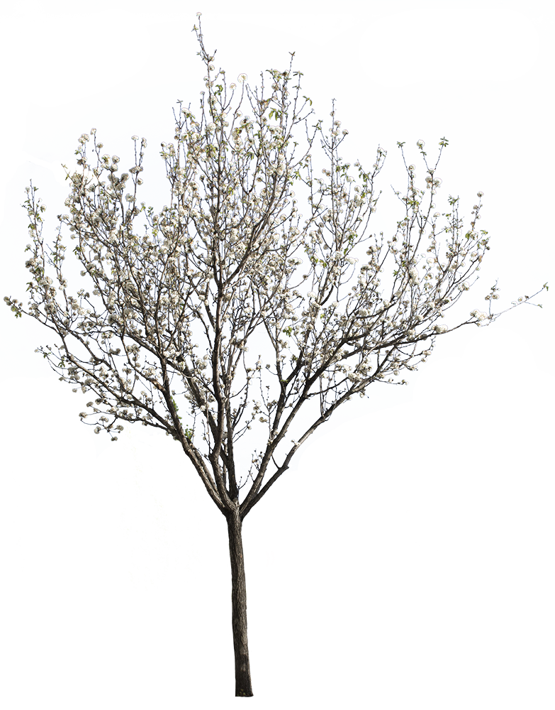 Prunus cerasifera Springtime Flowers II - cutout trees