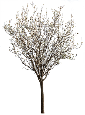 Prunus cerasifera Springtime Flowers - cutout trees