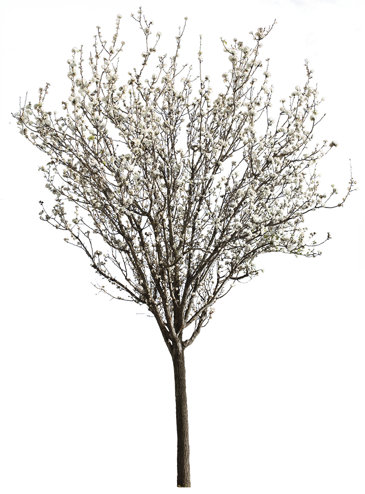 Prunus cerasifera Springtime Flowers - cutout trees