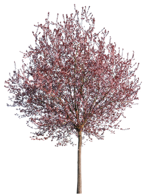 Prunus cerasifera var. pissardii S01
