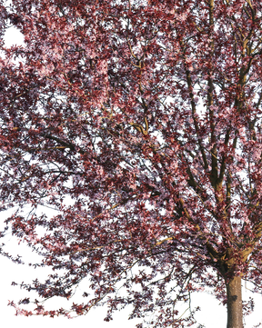 Prunus cerasifera var. pissardii S01