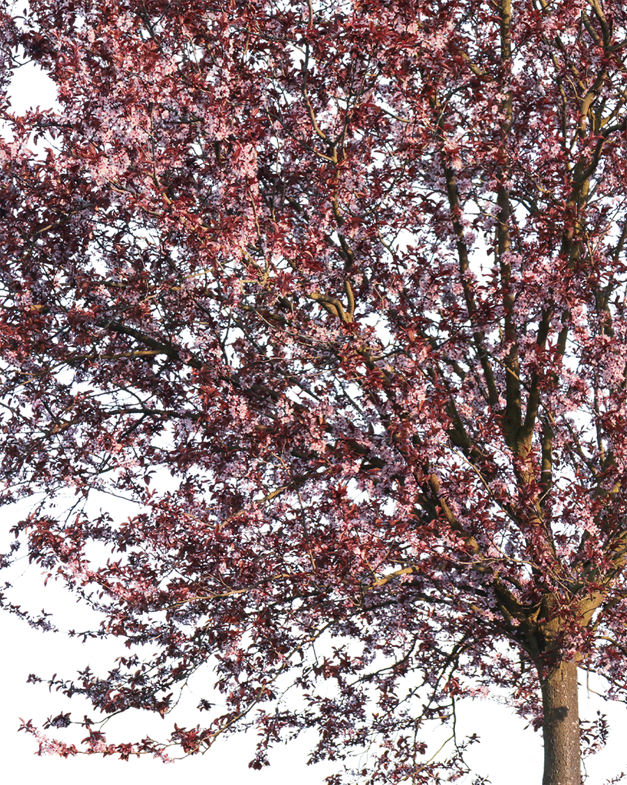 Prunus cerasifera var. pissardii S01 – Cutout|trees