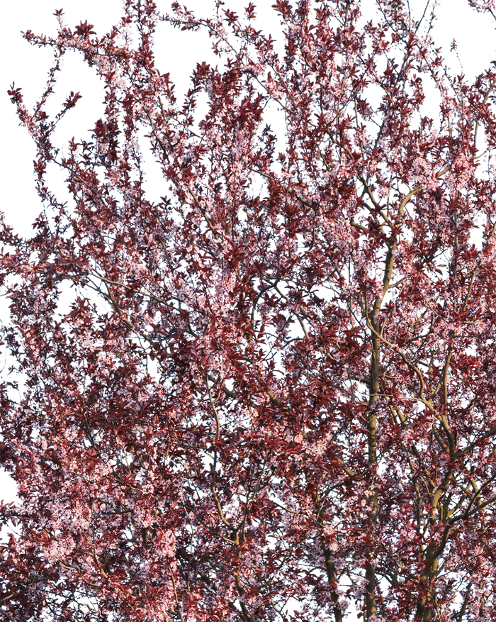 Prunus cerasifera var. pissardii S01 – Cutout|trees