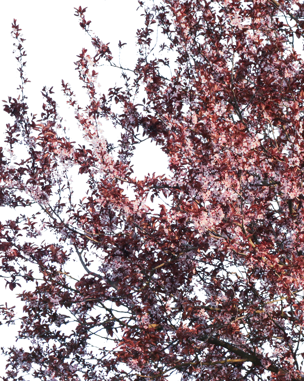 Prunus cerasifera var. pissardii S01 – Cutout|trees