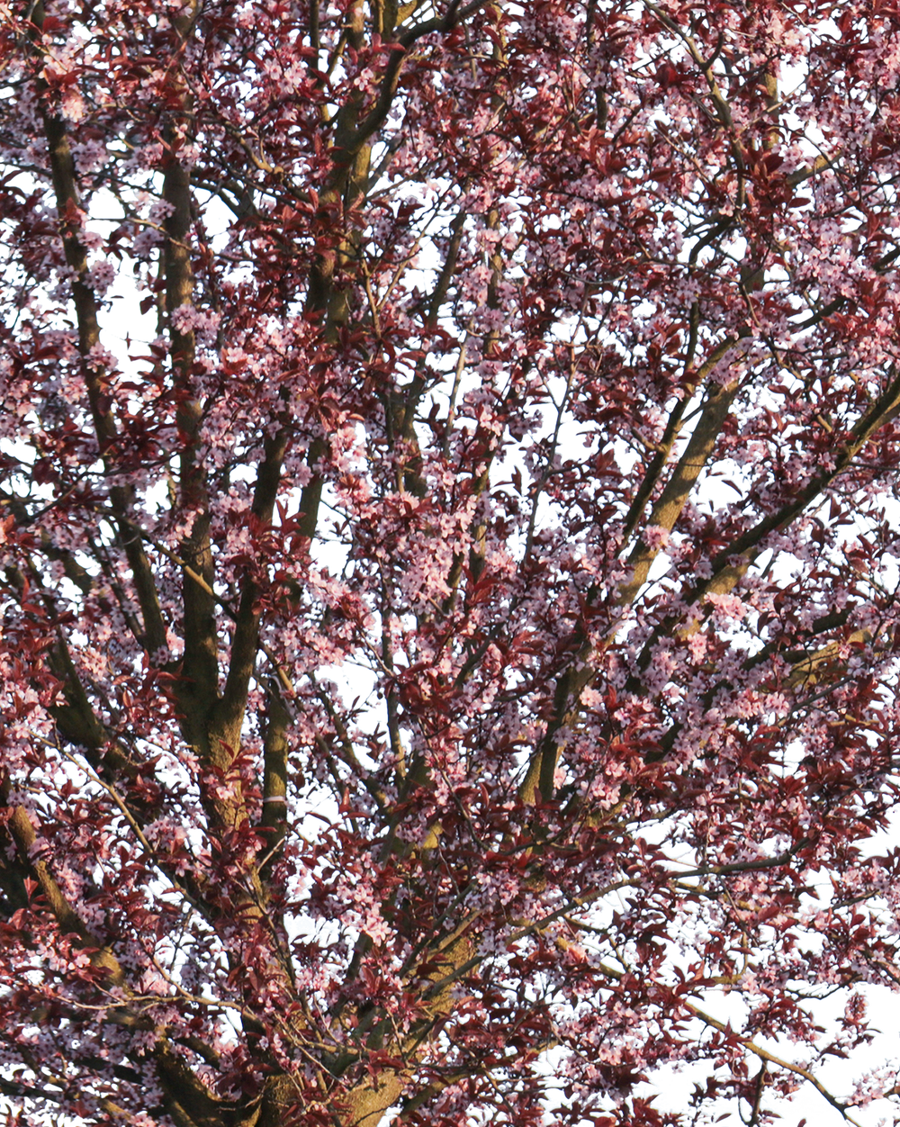 Prunus cerasifera var. pissardii S01 – Cutout|trees