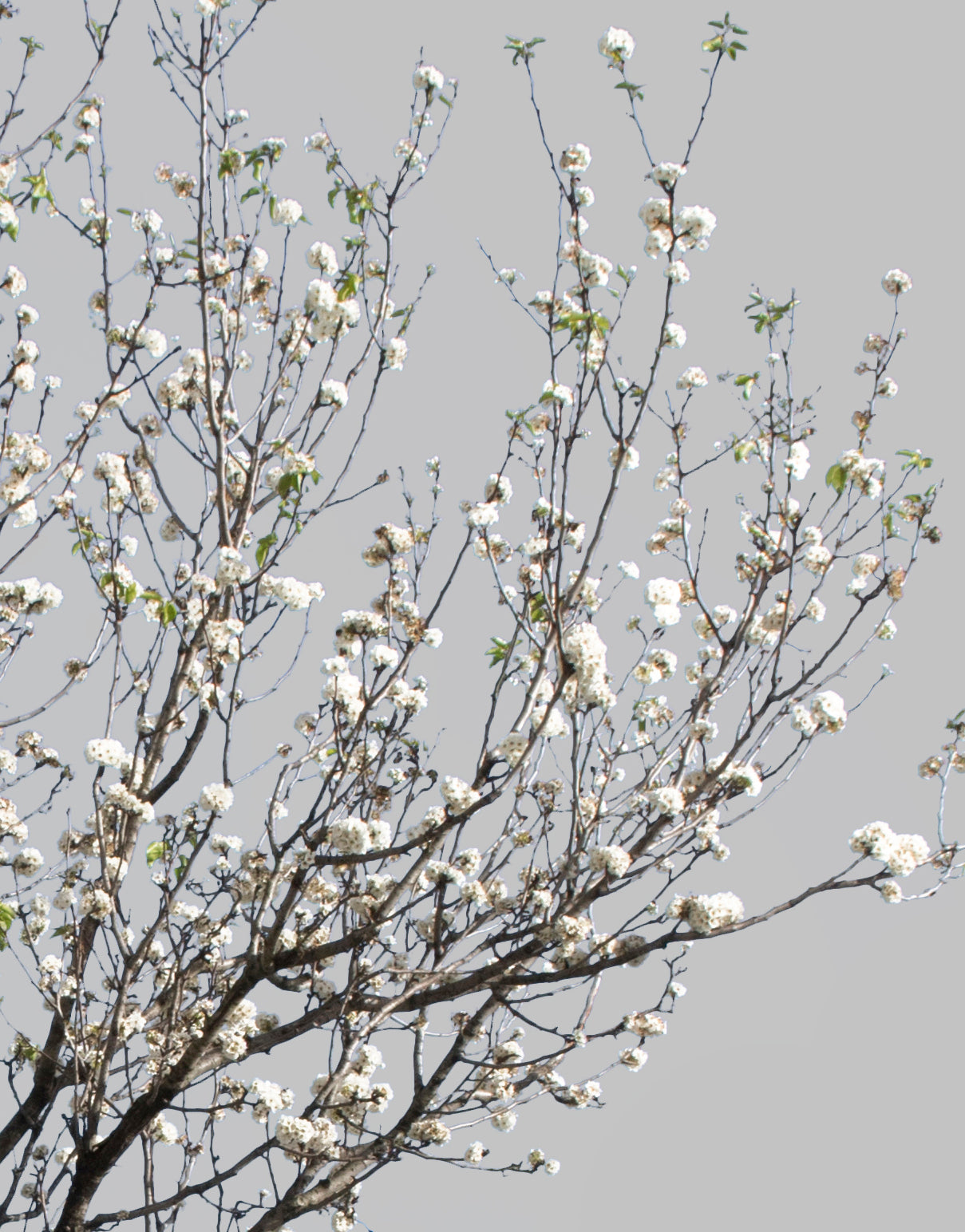 Prunus cerasifera Springtime Flowers II - cutout trees