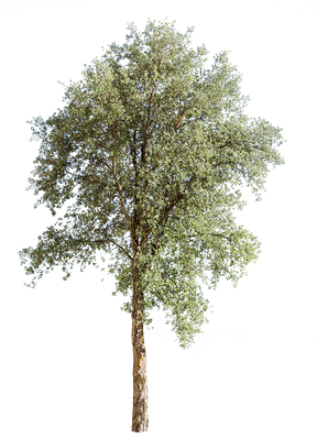 Quercus suber III - cutout trees