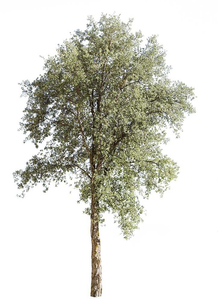 Quercus suber III - cutout trees