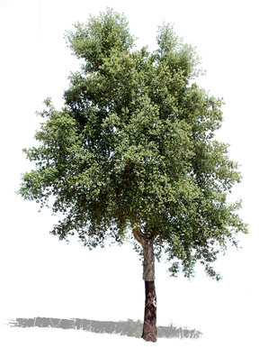 Quercus Suber II - cutout trees