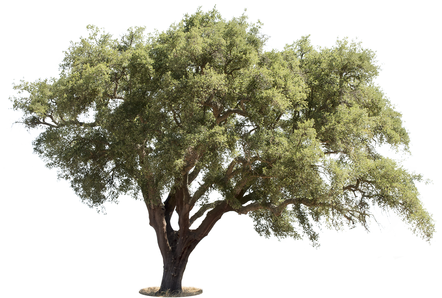 Quercus suber I - cutout trees