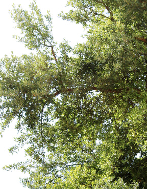 Quercus suber IV - cutout trees