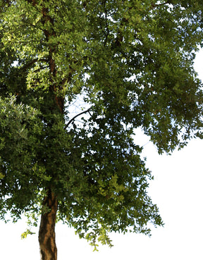 9 MEDITERRANEAN TREES PACK 1 - cutout trees