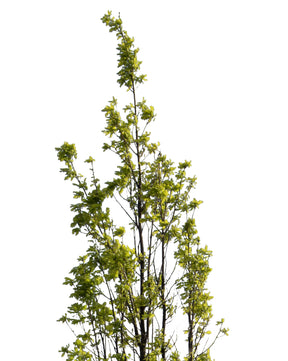 Quercus robur fastigiata - cutout trees