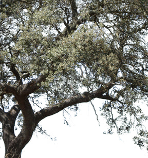 Quercus ilex rotundifolia - cutout trees
