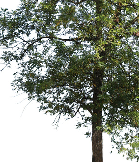 Robinia pseudoacacia II - cutout trees