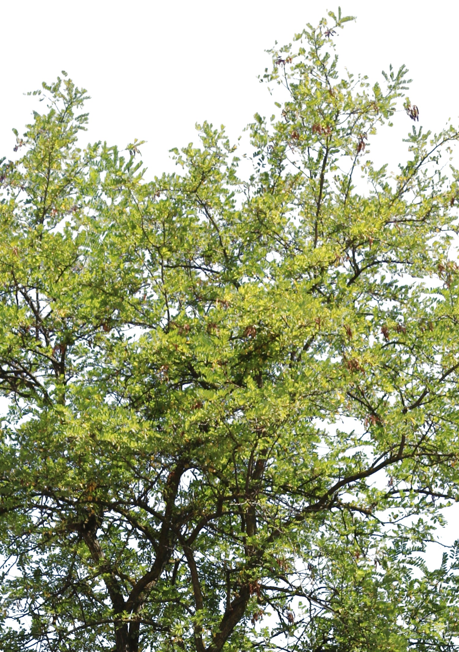 Robinia pseudoacacia II - cutout trees