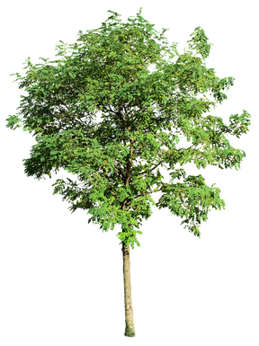 Robinia pseudoacacia - cutout trees