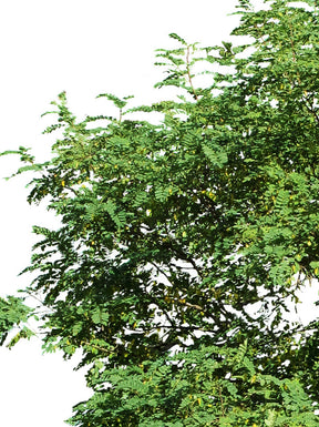 Robinia pseudoacacia - cutout trees