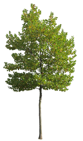 Platanus Occidentalis - Small VI - cutout trees