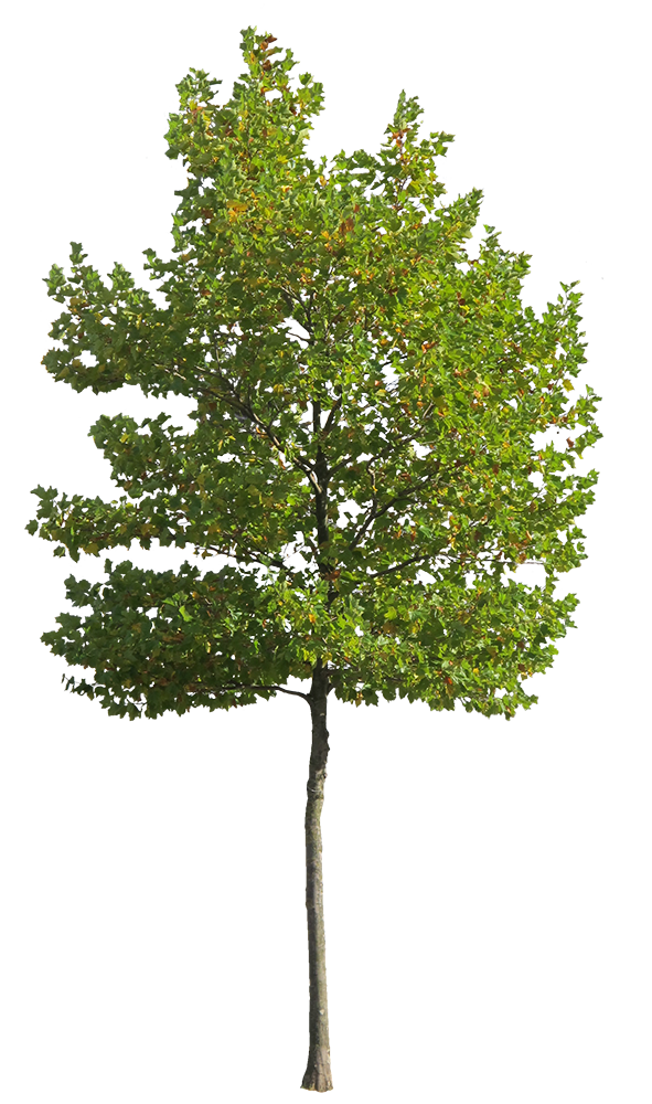Platanus Occidentalis - Small VI - cutout trees