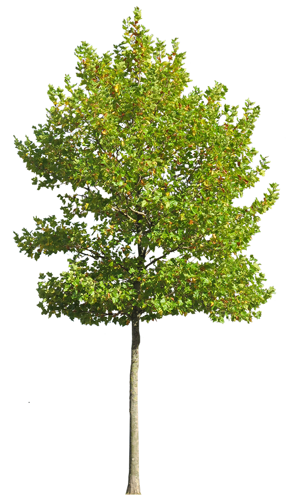 Platanus Occidentalis - Small VII - cutout trees