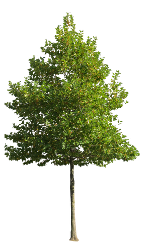 Platanus occidentalis - Small VIII - cutout trees