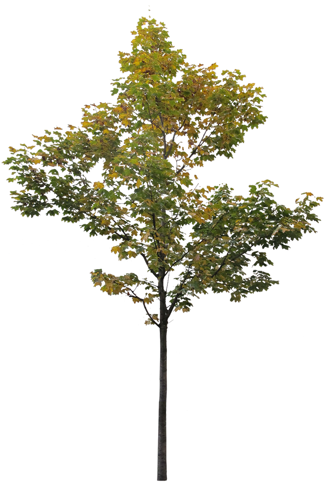 Small Maple tree 2 - cutout trees