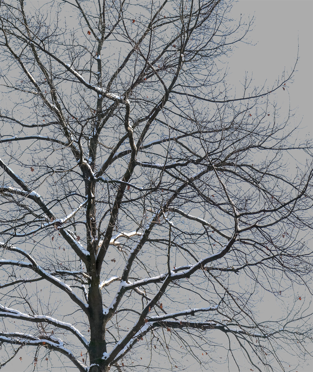 Snow Winter tree L3