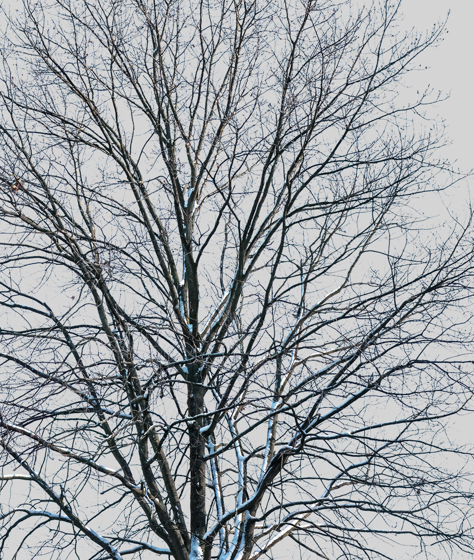Snow Winter tree L4