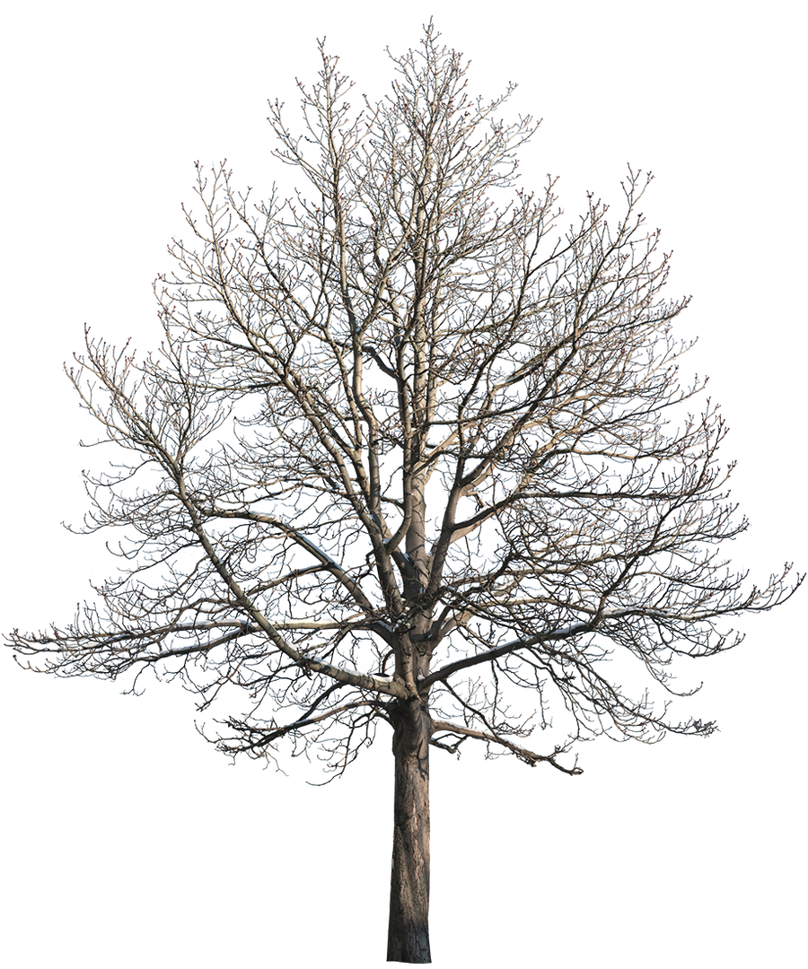 Large Winter Tree PNG Cutout — Snow, People Included – Cutout|trees