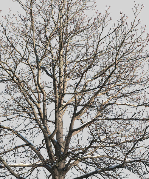 Large Winter Tree PNG Cutout — Snow, People Included – Cutout|trees
