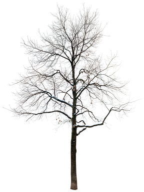 Snow Winter tree L6