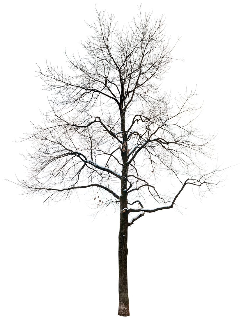 Snow Winter tree L6