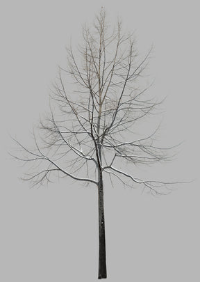 Snow Winter tree M1