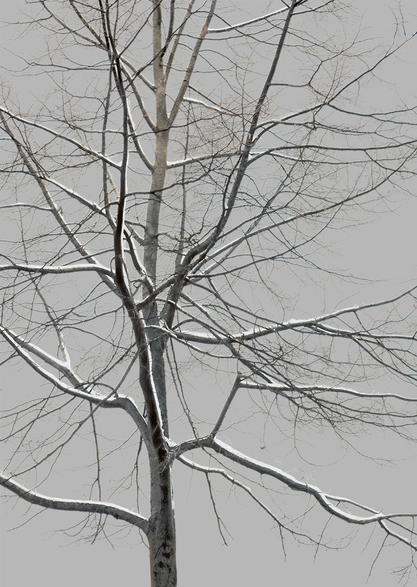 Snow Winter tree M1
