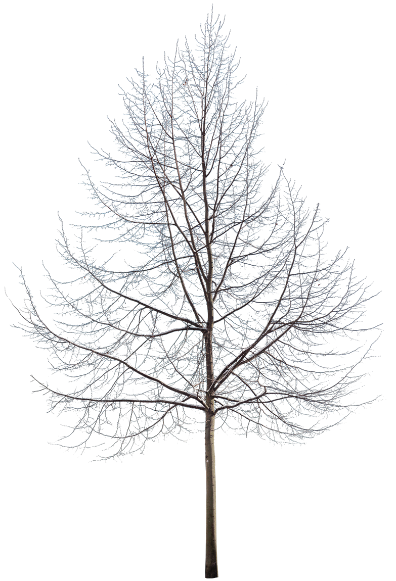 Snow Winter tree M3