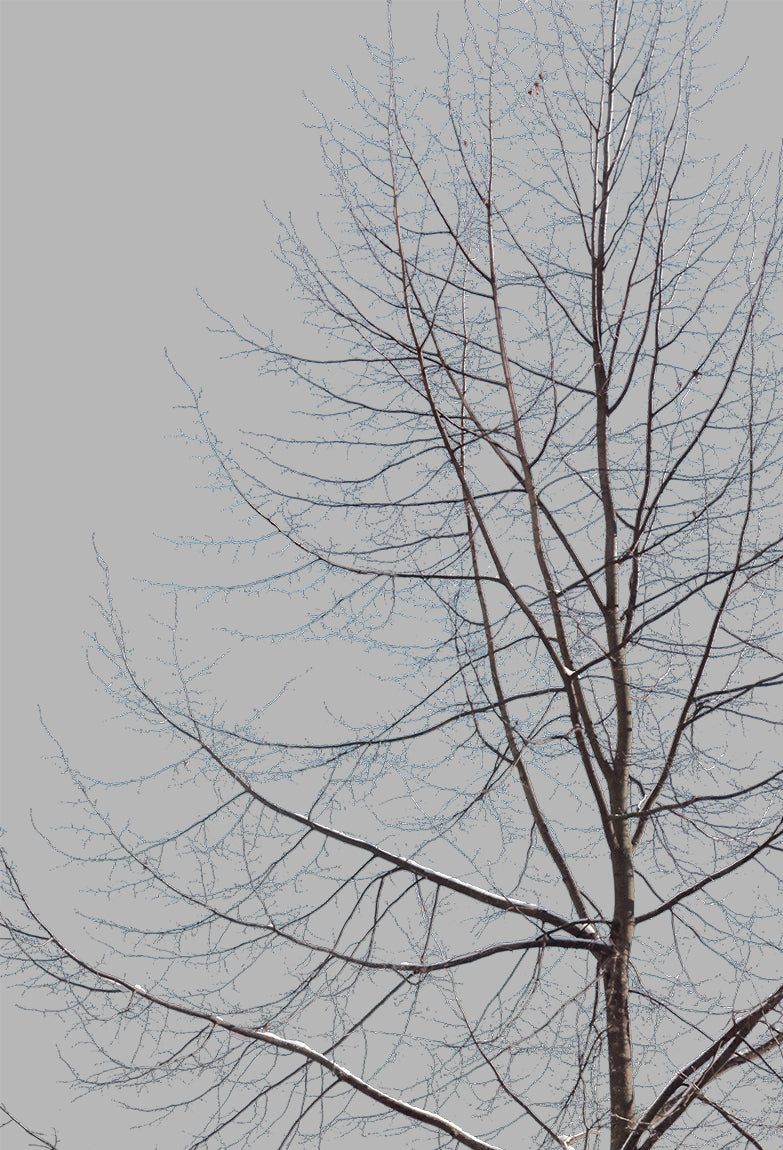 Snow Winter tree M3