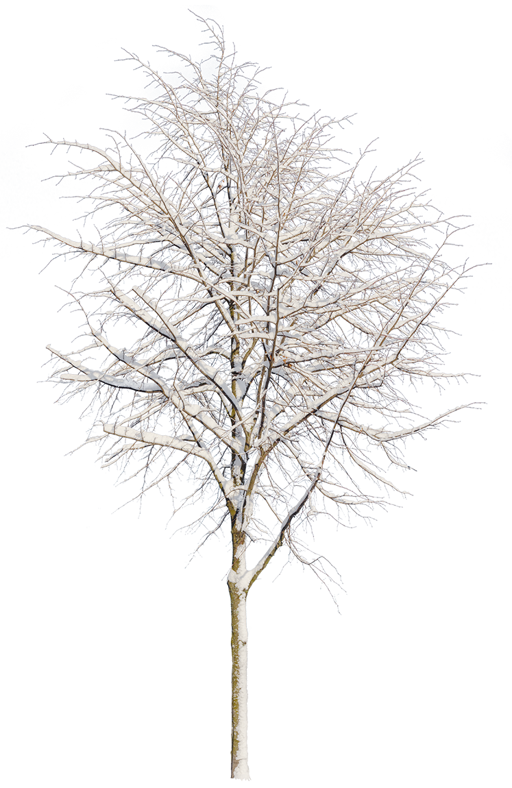 Snow Tree Shape Small Winter Tree PNG Cutout — Snow-Covered Deciduous – Cutout|trees