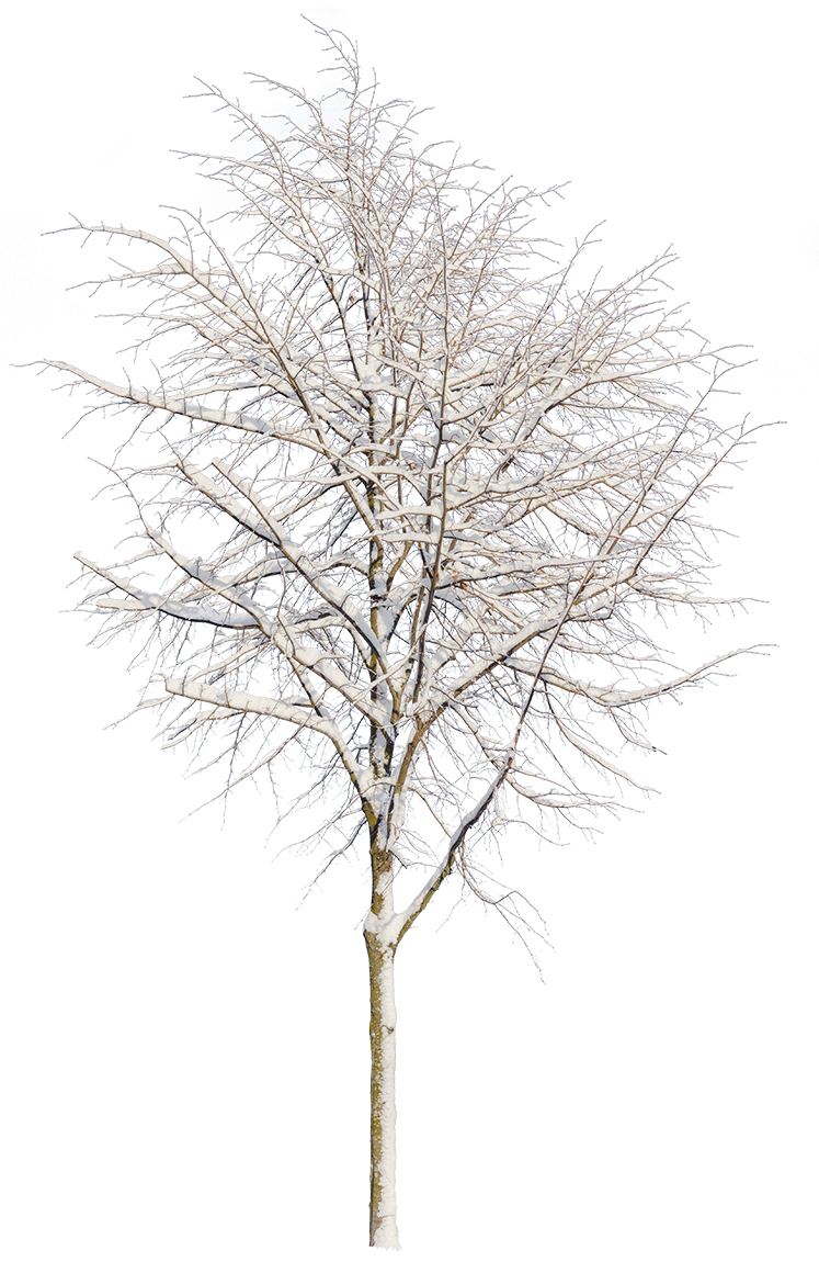 Snow Winter tree S1