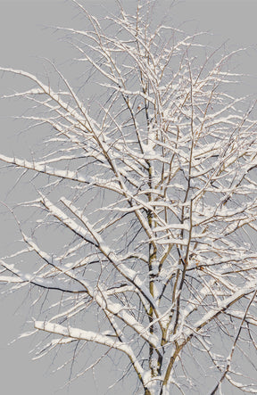 Snow Winter tree S1