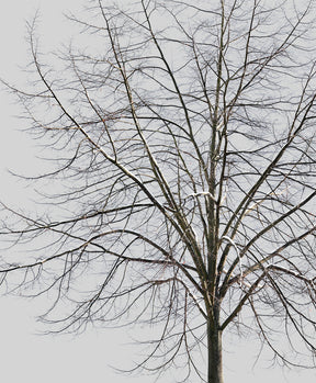 Snow Winter Linden tree L2