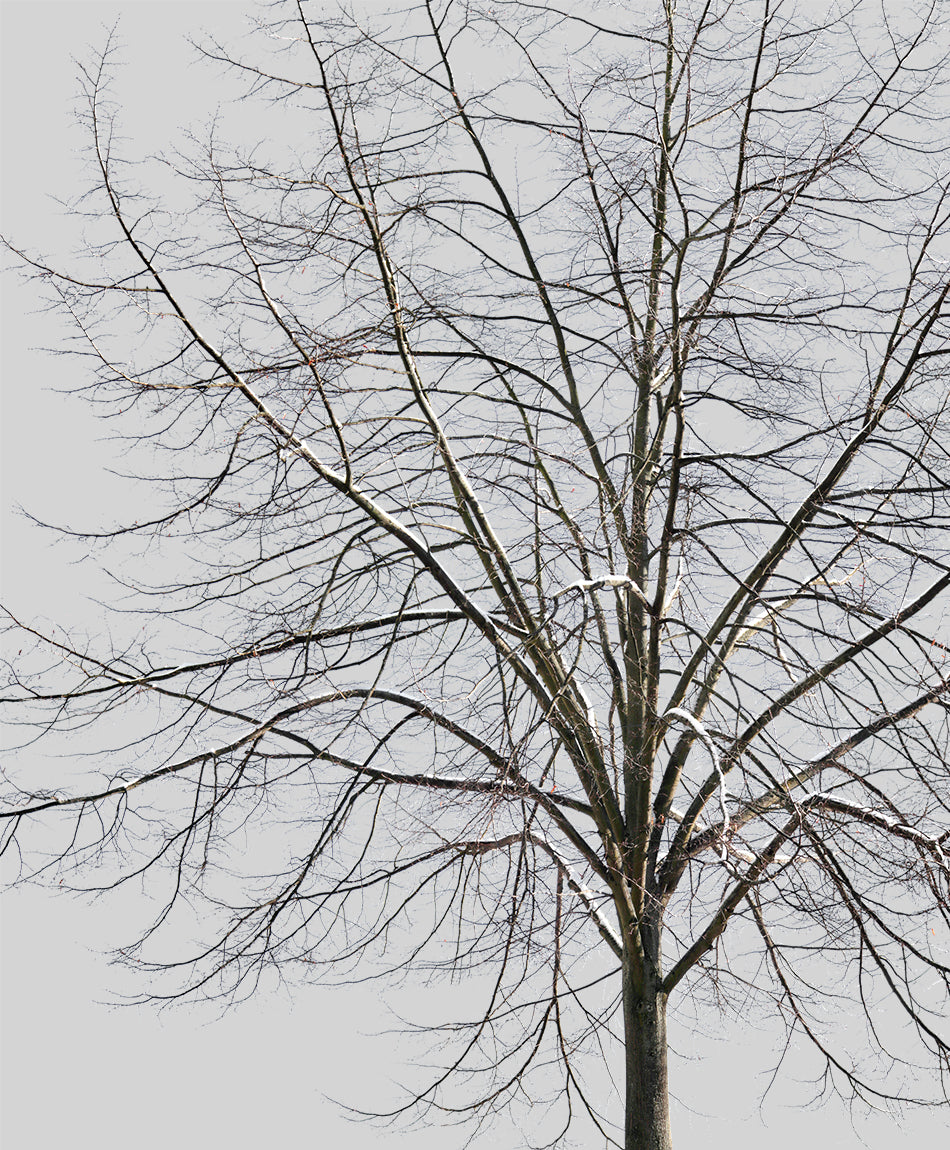 Snow Winter tree L5