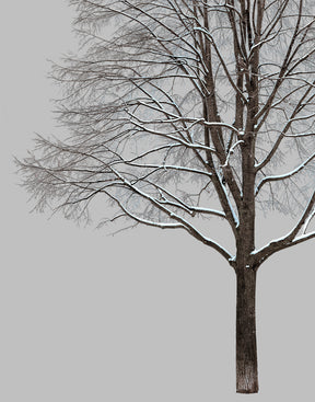 Snow Winter Linden tree L1