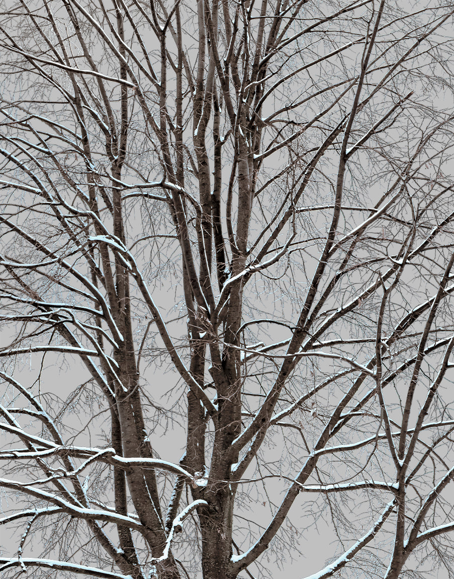 Snow Winter Linden tree L1