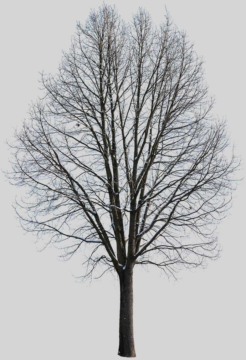 Snow Winter Oak tree L10